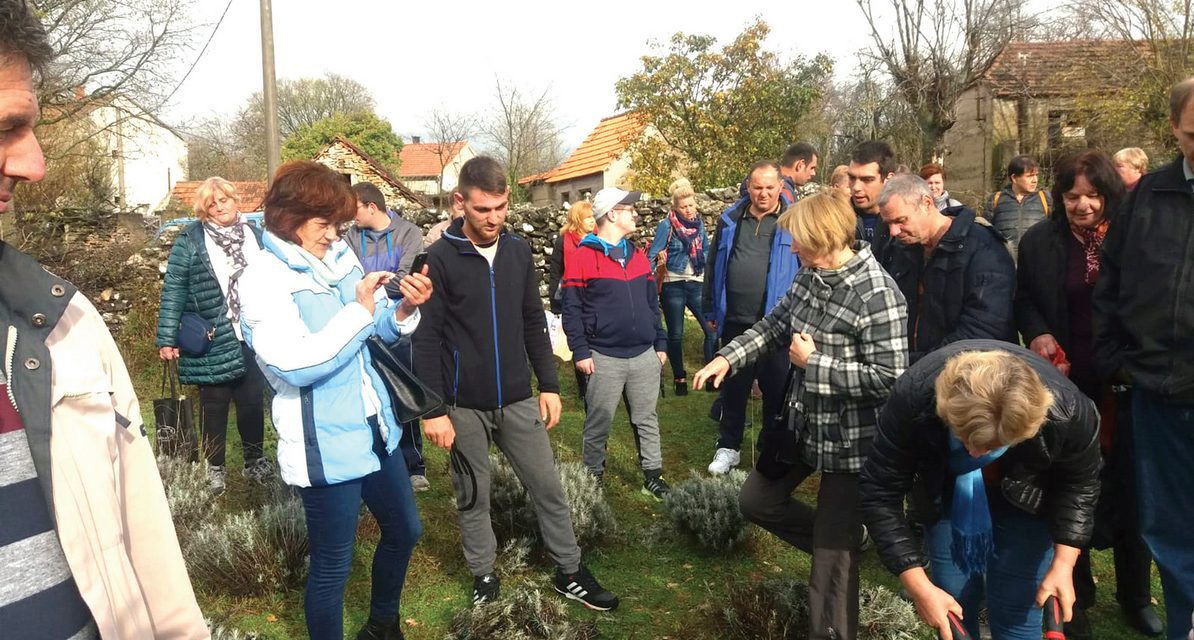 Osposobljavanje nezaposlenih osoba sa šireg područja Knina za rad na uzgoju, preradi i branju ljekovitog bilja
